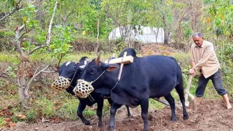 स्थानीय जातका गाईगोरु पाल्नेलाई नगद अनुदान दिँदै स्थानीय सरकार, उद्देश्य के ?